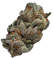 The Joint Cannabis Co storefront in Vancouver BC on Victoria Drive flower buds